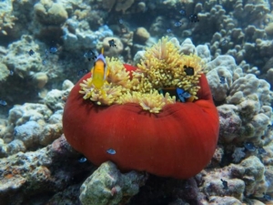 Rotes Meer Unterwasserwelt